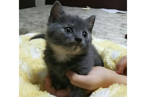 成約済の愛知県のマンチカン-1455の2枚目