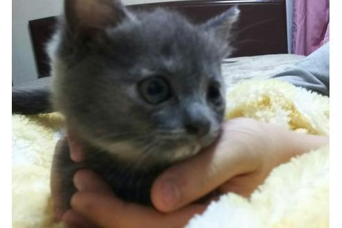 成約済の愛知県のマンチカン-1455の1枚目