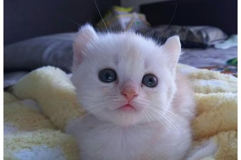 成約済の愛知県のマンチカン-1503の5枚目