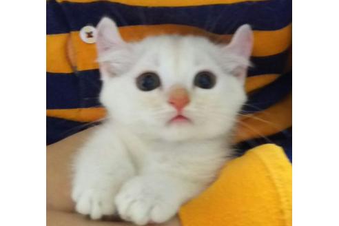 成約済の愛知県のマンチカン-1503の4枚目