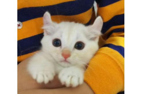 成約済の愛知県のマンチカン-1503の2枚目