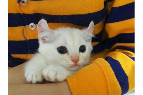 成約済の愛知県のマンチカン-1503の1枚目