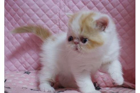 成約済の静岡県のエキゾチックショートヘア-1519の1枚目