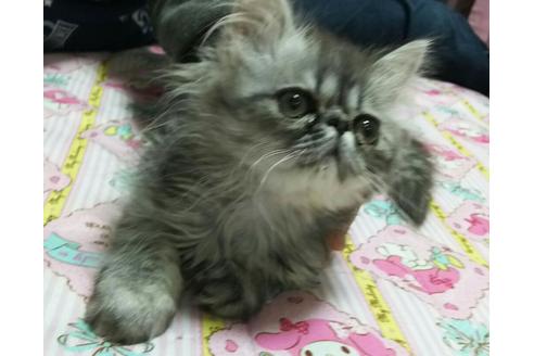 成約済の愛知県のペルシャ-1495の5枚目