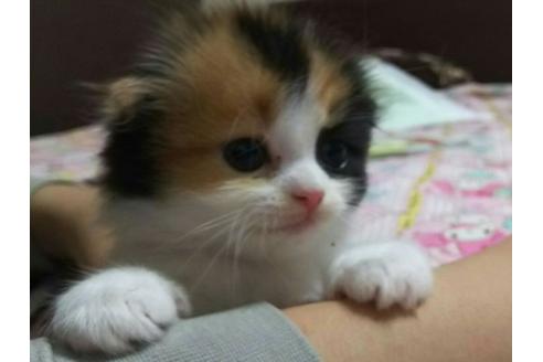 成約済の愛知県のスコティッシュフォールド-1584の4枚目