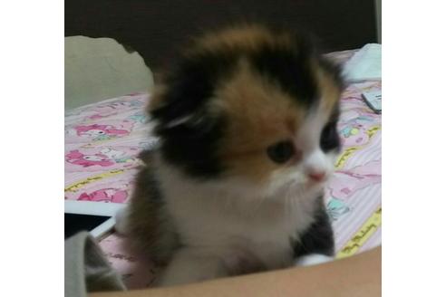 成約済の愛知県のスコティッシュフォールド-1584の3枚目