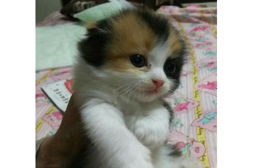 成約済の愛知県のスコティッシュフォールド-1584の2枚目