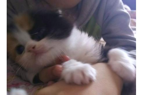 成約済の愛知県のスコティッシュフォールド-1584の1枚目