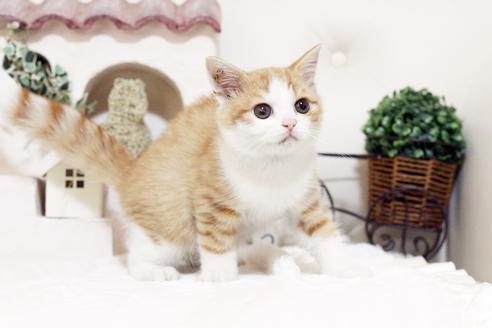 成約済の佐賀県のスコティッシュフォールド-1591の1枚目