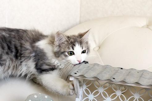 成約済の佐賀県のノルウェージャンフォレストキャット-1595の1枚目
