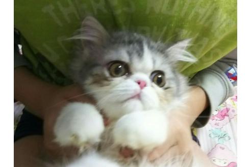 成約済の愛知県のペルシャ-1596の5枚目