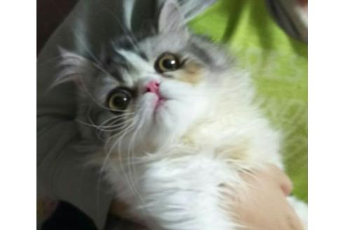 成約済の愛知県のペルシャ-1596の4枚目