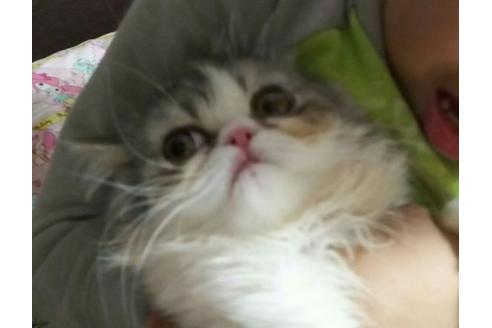 成約済の愛知県のペルシャ-1596の3枚目