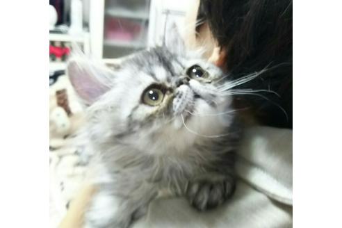 成約済の愛知県のペルシャ-1495の4枚目