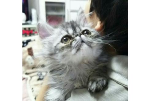 成約済の愛知県のペルシャ-1495の3枚目