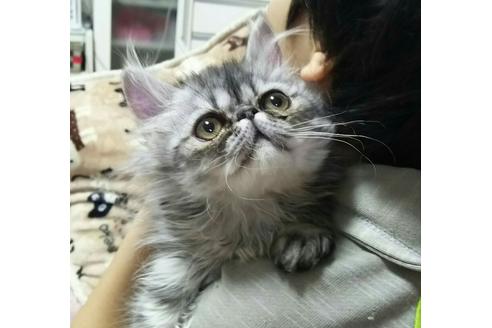 成約済の愛知県のペルシャ-1495の2枚目