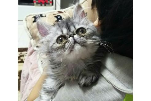 成約済の愛知県のペルシャ-1495の1枚目