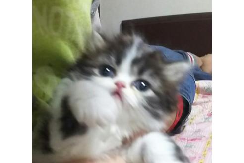 成約済の愛知県のエキゾチックショートヘア-1631の4枚目