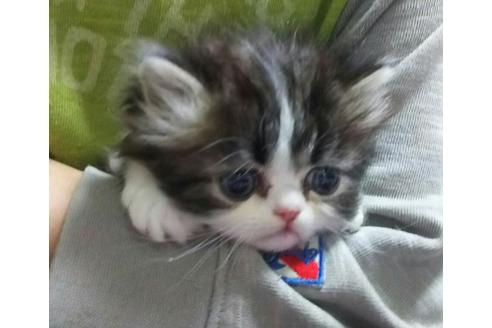 成約済の愛知県のエキゾチックショートヘア-1631の3枚目