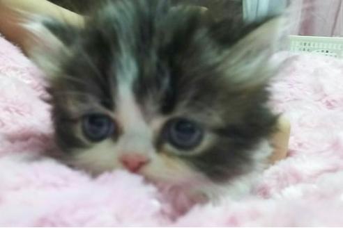 成約済の愛知県のエキゾチックショートヘア-1631の2枚目