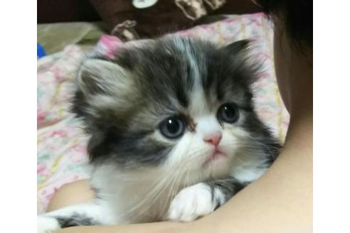 成約済の愛知県のエキゾチックショートヘア-1631の1枚目