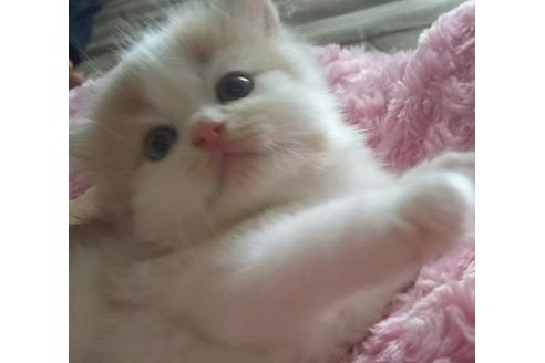 成約済の愛知県のスコティッシュフォールド-1632の5枚目