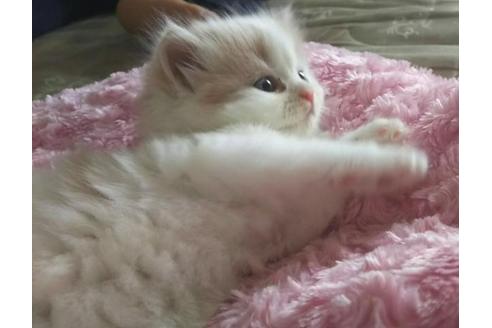 成約済の愛知県のスコティッシュフォールド-1632の4枚目