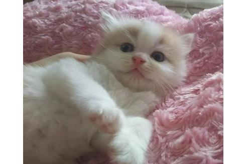 成約済の愛知県のスコティッシュフォールド-1632の3枚目