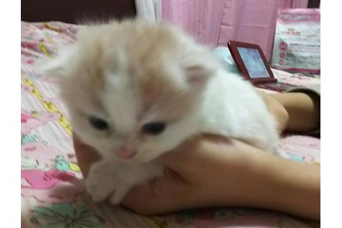 成約済の愛知県のスコティッシュフォールド-1632の2枚目