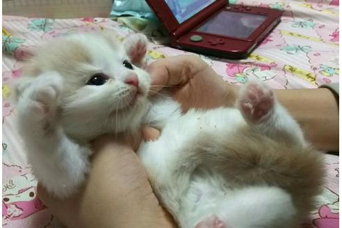 成約済の愛知県のスコティッシュフォールド-1632の1枚目