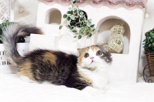 成約済の佐賀県のスコティッシュフォールド-1669の2枚目