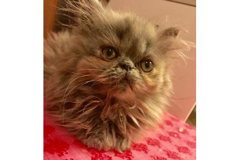 成約済の京都府のヒマラヤン-1697の4枚目