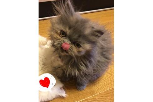 成約済の京都府のヒマラヤン-1697の1枚目