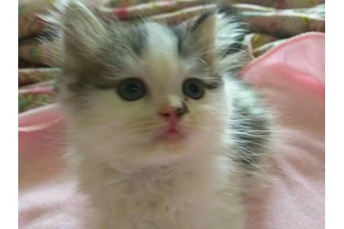 成約済の愛知県のエキゾチックショートヘア-1696の4枚目