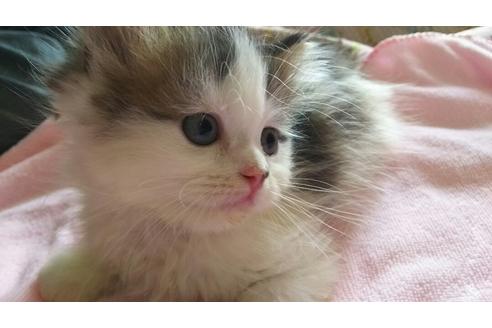 成約済の愛知県のエキゾチックショートヘア-1696の3枚目