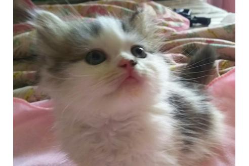 成約済の愛知県のエキゾチックショートヘア-1696の2枚目