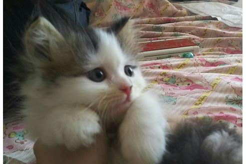 成約済の愛知県のエキゾチックショートヘア-1696の1枚目