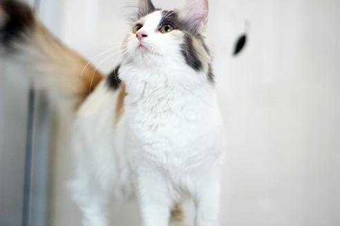 成約済の佐賀県のノルウェージャンフォレストキャット-1764の3枚目