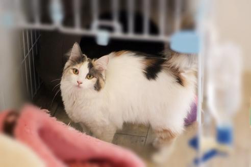 成約済の佐賀県のノルウェージャンフォレストキャット-1764の1枚目
