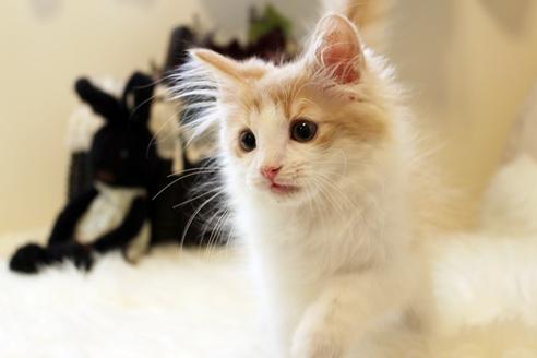 成約済の佐賀県のノルウェージャンフォレストキャット-1794の4枚目