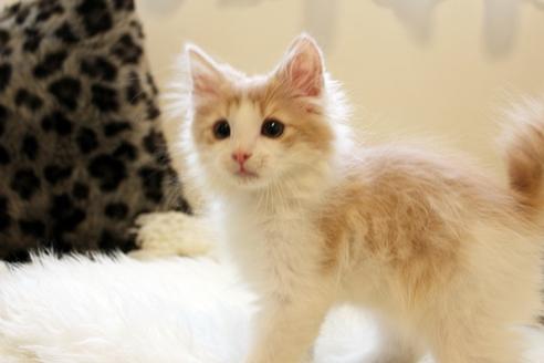 成約済の佐賀県のノルウェージャンフォレストキャット-1794の3枚目