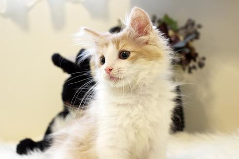 佐賀県のノルウェージャンフォレストキャット 女の子 17 01 24生まれ クリーム ホワイト 子猫id 1794 子猫ブリーダーナビ 佐賀県のノルウェージャンフォレストキャット 女の子 17 01 24生まれ クリーム ホワイト 子猫id 1794 子猫ブリーダーナビ