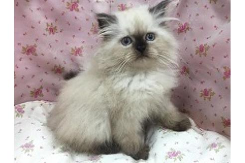 成約済の茨城県のヒマラヤン-1802の1枚目