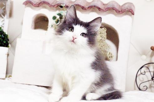 成約済の佐賀県のノルウェージャンフォレストキャット-1849の1枚目