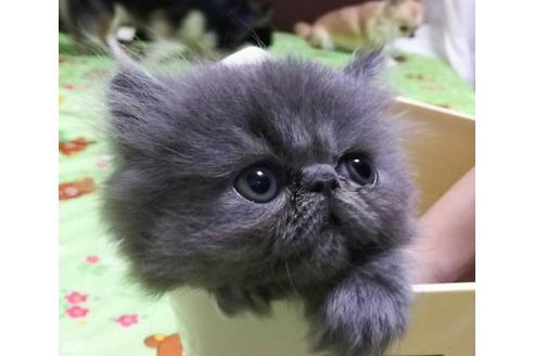 成約済の愛知県のエキゾチックショートヘア-1877の5枚目