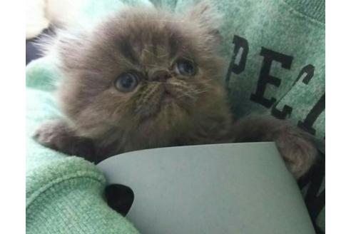 成約済の愛知県のエキゾチックショートヘア-1877の2枚目