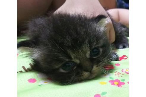 成約済の愛知県のペルシャ-1878の5枚目