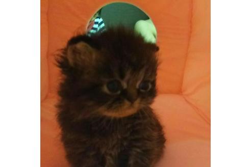 成約済の愛知県のペルシャ-1878の4枚目