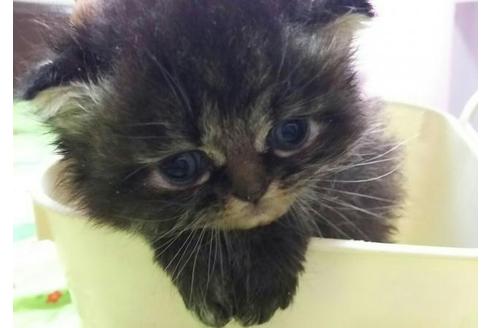 成約済の愛知県のペルシャ-1878の3枚目