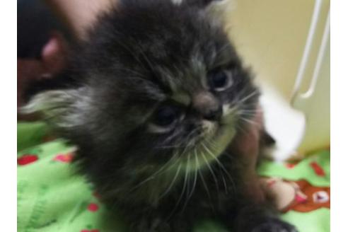 成約済の愛知県のペルシャ-1878の2枚目